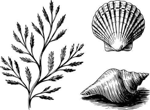 Vintage ink of seaweed, scallop shell, and conch shell white background, marine