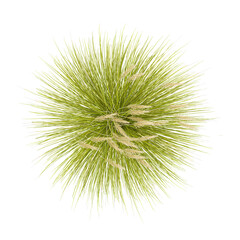 Fototapeta premium collection of toetoe grass plant with realistic style from the top view