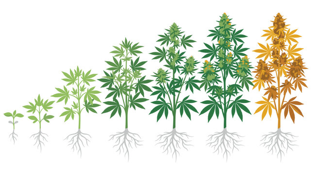 Cannabis plant growth cycle stages illustration showing seedling to bloom.