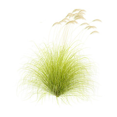 Obraz premium collection of toetoe grass plant with realistic style