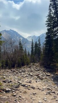 spring mountain landscape, trees against snowy peaks, Ala-Archa gorge, Kyrgyzstan
