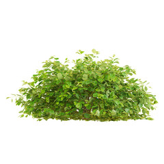 Obraz premium Isolated border forsythia plant on transparent canvas