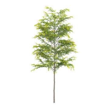 Isolated Green gleditsia triacanthos plant on transparent canvas