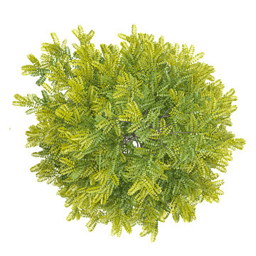 Isolated Green gleditsia triacanthos plant on transparent canvas from top view
