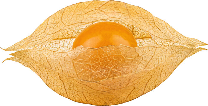 Ripe physalis fruit with papery husk isolated on transparent background