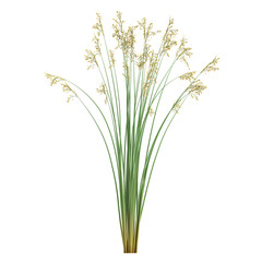 Fototapeta premium Isolated Mustard plant on transparent canvas
