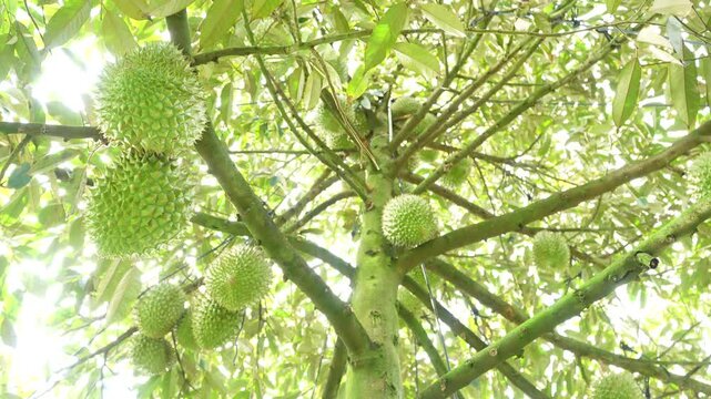 Vietnamese Ri6 durian tree bearing many fresh green fruits on branches in the orchard.