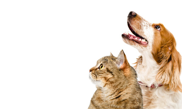 Domestic cat and cocker spaniel dog looking up curiously, cropped for copy space on transparent background.