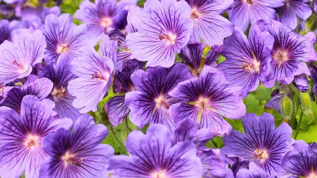 Vibrant Purple Hardy Geranium Flowers Blooming in a Summer Garden 4K
