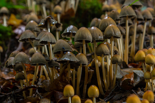 The Conifer Tuft specialises on coniferous dead wood. The stipes are often bent and they grow in tight clumps. The parasol flattens as they grow