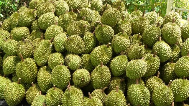 A high pile of Vietnamese Ri6 durians stacked after harvesting at a tropical farm.