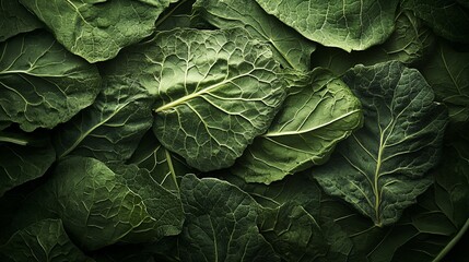 Fototapeta premium Vibrant Green Collard Leaves with Crisp Textures and Intricate Patterns of Dehydration Up Close