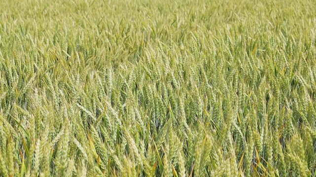 Wide view of a dense wheat field with green and slightly ripening ears, uniform agricultural crop growing under natural daylight