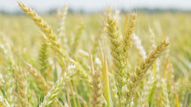 Close-up of ripe wheat ears in a field, golden grain spikes softly swaying in sunlight with shallow depth of field in agricultural landscape