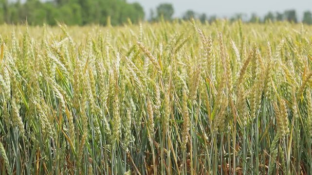 Close-up of ripe wheat ears in a field, golden grain spikes softly swaying in sunlight with shallow depth of field in agricultural landscape