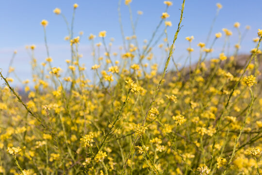 Fleurs jaunes sauvages sur tiges dans un champ, ciel bleu en arri&egrave;re plan, vue de pr&egrave;s