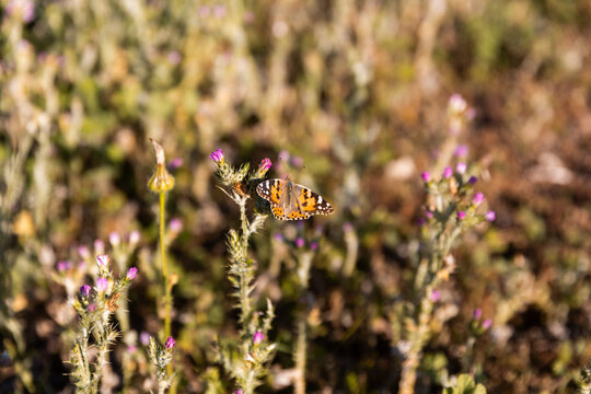 Papillon en train de butiner dans un champ de fleurs sauvages, couleurs chaudes, vue en plong&eacute;e, cadrage proche