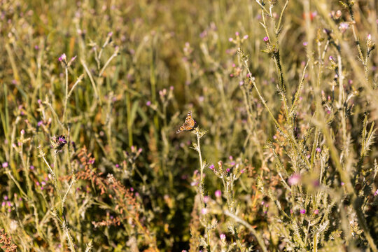 Champ de fleurs sauvages avec un papillon en train de butiner sur une fleur, ambiance douce et m&eacute;ditative, vue en plong&eacute;e, plan rapproch&eacute;