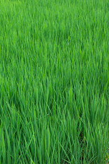 Obraz premium Vertical Shot of Lush Green Rice Paddy Field with Natural Sunlight