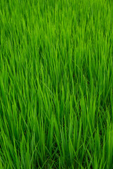 Obraz premium Top View of Dense Green Rice Plants Texture in a Summer Paddy Field