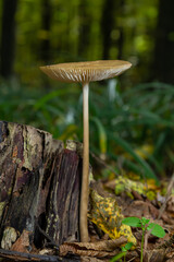 Fototapeta premium Oudemansiella radicata mushroom growing from decaying wood in a forest during autumn
