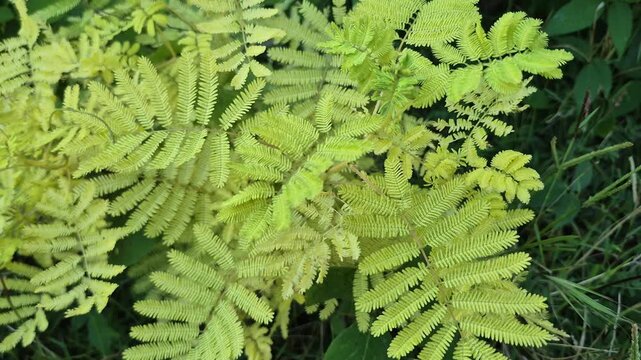 Close-up of Beautiful Vibrant Yellow-Green Pinnate Leaves in Natural Light