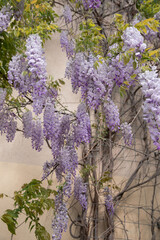 Obraz premium Vertical composition of blooming wisteria flowers wrapped around a tree trunk in a sunny spring garden. Suitable for natural backgrounds, botanical themes, landscaping inspiration, and decorative