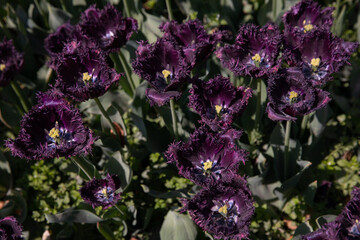 Obraz premium Close-up of dark purple tulips with detailed petals and dramatic spring lighting. Ideal for botanical backgrounds, floral art, luxury flower themes, greeting cards, and elegant spring design projects.