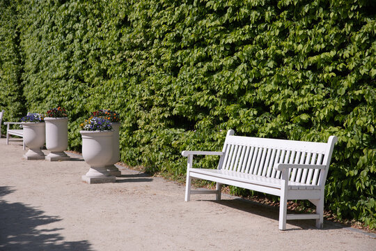 White park bench beside manicured green hedges in a sunny botanical garden. Great for themes of peaceful recreation, urban parks, gardening, landscaping, and wellness lifestyle. High quality 