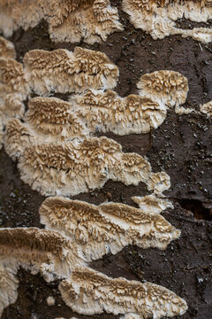 Detailed view of Schizopora paradoxa showcasing split-pore structure on tree bark in a forest habitat during early autumn