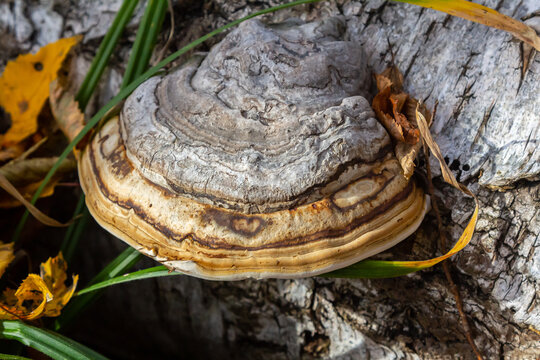 Fomitopsis pinicola, is a stem decay fungus common on softwood and hardwood trees. Its conk fruit body is known as the red-belted conk. The species is common throughout temperate Europe and Asia