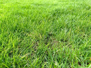 Naklejka premium close-up of lush green grass on a lawn. Copy space, natural background