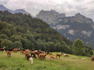 Fototapeta premium Herd of alpacas grazing on a green meadow in the Swiss Alps surrounded by dense forest and rocky mountain peaks. Peaceful alpine landscape under a cloudy sky, ideal for travel, farming.