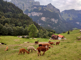 Fototapeta premium Colorful alpacas grazing on a green hillside with traditional alpine houses and majestic Swiss mountains. Countryside landscape with forests and dramatic rocky peaks under a cloudy sky.