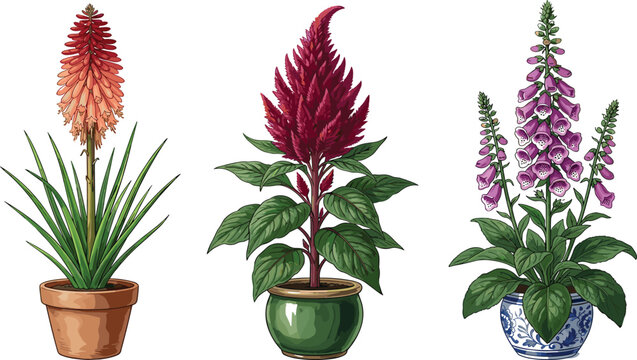 Decorative Potted Flower Collection Featuring Celosia, Torch Lily, and Foxglove Botanical Plants in Detailed Garden Vector Illustration Style