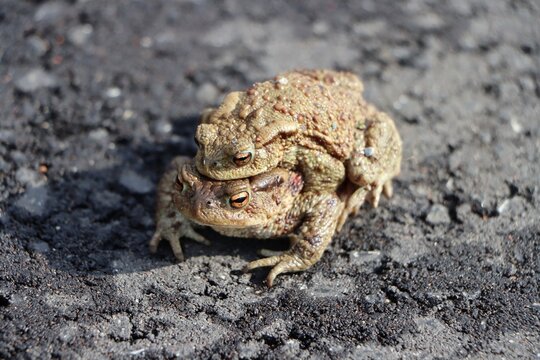 Common toads (Bufo bufo) crossing the road