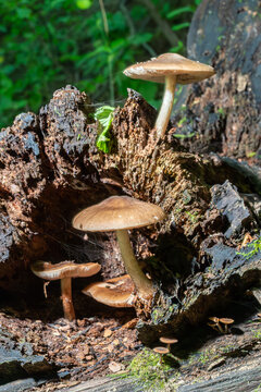 Pluteus cervinus fungus grows on decaying wood in a forest setting during daylight