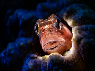 Twocoat Coralblenny (Ecsenius dilemma) © Tomek