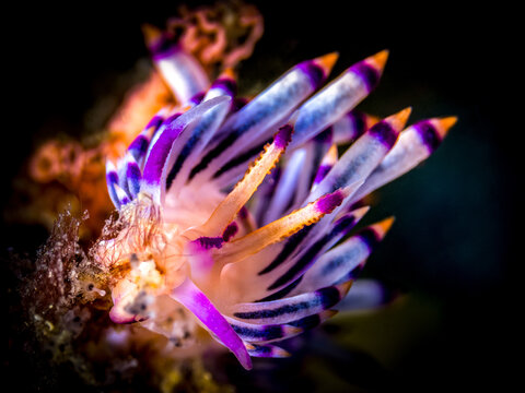 Redline Flabellina (Coryphellina rubrolineata)
