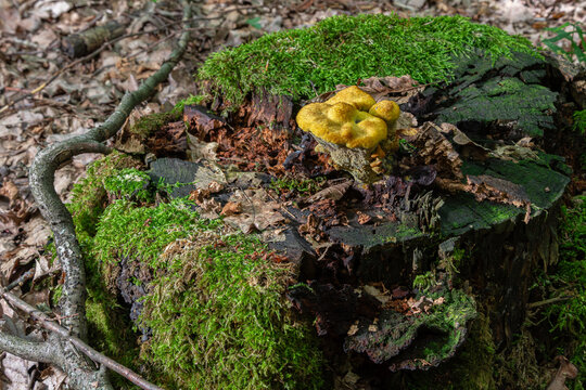 Phaeolus schweinitzii grows on a tree stump in a forest setting during daytime in early autumn