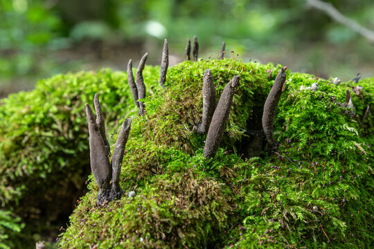 Xylaria polymorpha grows in rich green moss among decaying wood in a forest during late spring in a temperate climate