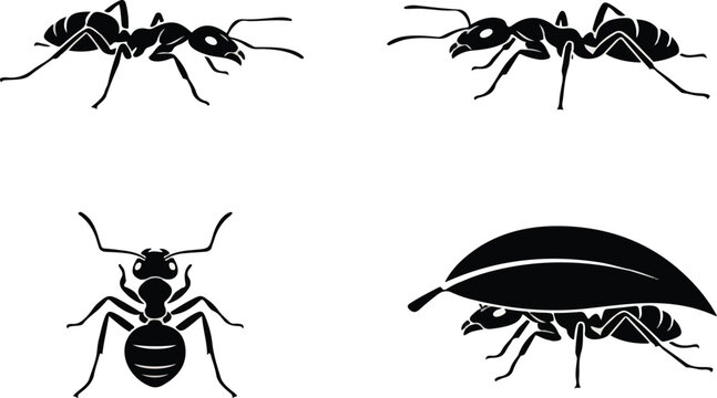 silhouette and White background ant vector 4 set. vector eps 10.eps