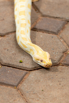 An albino Burmese python with vibrant yellow and white patterns crawling across a paved walkway.