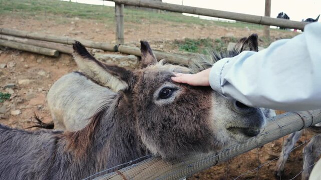 Donkey farm, a woman touches and strokes a donkey's soft face. Petting zoo concept. High quality 4k footage