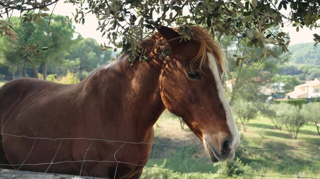 A young horse walks in a paddock in the open air on a sunny summer day. High quality 4k footage