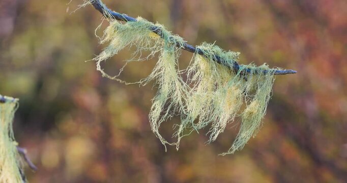 4K video; Close up of Beard moss (Usnea) on a dead branch gently moving in the wind, Patagonia National Park Chile