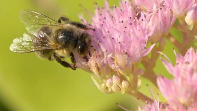 Western honey bee pollinating vibrant pink blossoms with detailed wings and fuzzy body in close-up.
