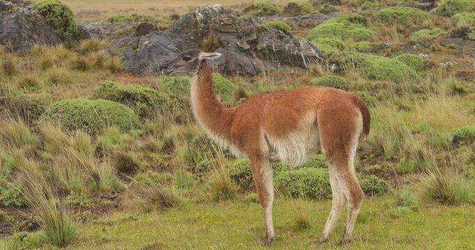 4K video; Closeup of a Guanaco (Lama guanicoe) standing and waiting calmly in the rain., Patagonia National Park, Chile