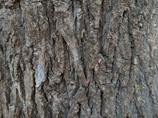 Obraz premium Detailed tree bark texture with natural patterns and organic surface. Rustic background suitable for eco design, nature concepts, and organic branding.