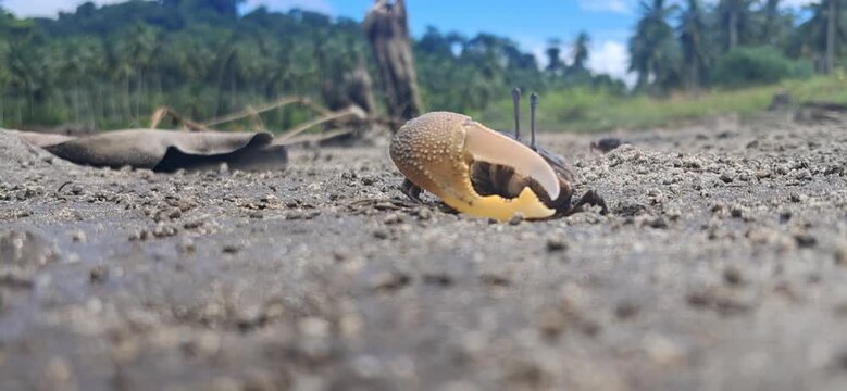 Crab of Galathea Bay in Great Nicobar Island